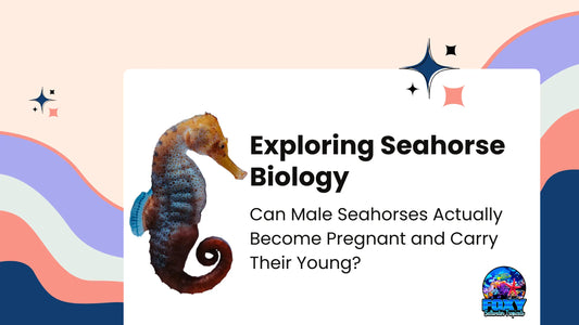 Exploring Seahorse Biology: Can Male Seahorses Actually Become Pregnant and Carry Their Young?