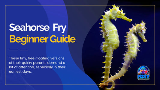 Seahorse Fry Beginner Guide