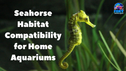 Seahorse Habitat Compatibility for Home Aquariums