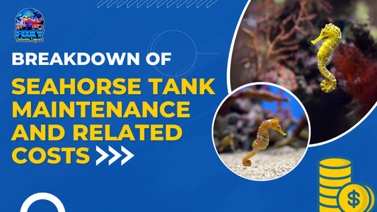 Breakdown of Seahorse Tank Maintenance and Related Costs