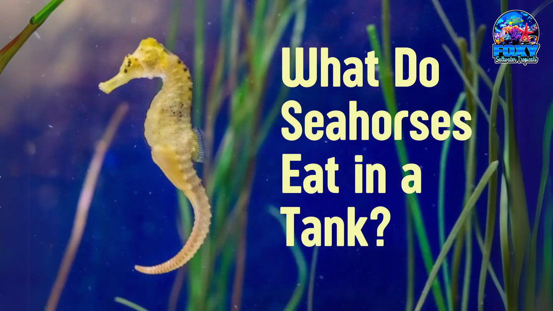 What do Seahorses Eat in a Tank?