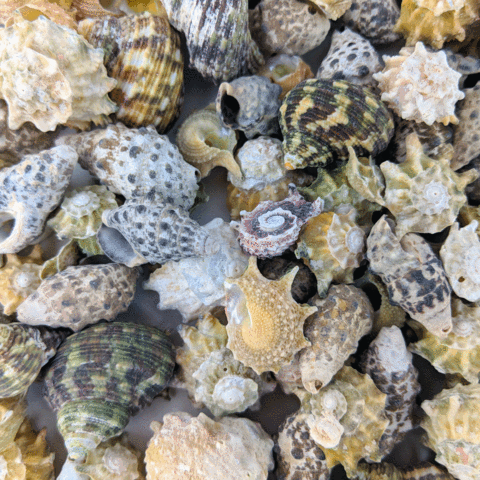 Empty Shell (medium)