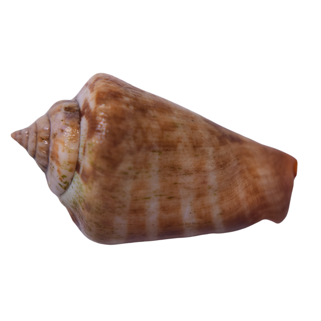 Tiger Sand Conch