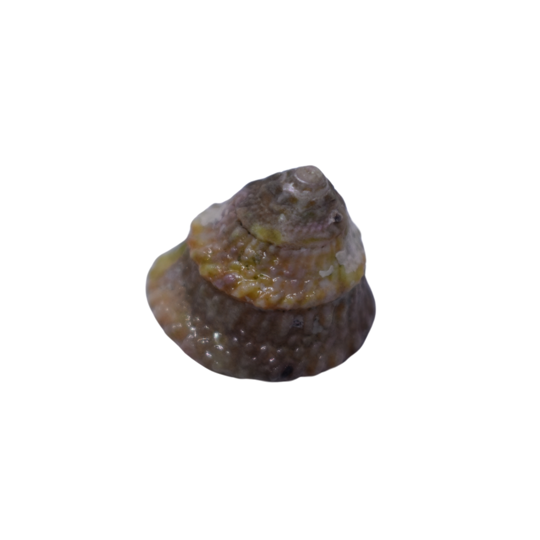 Clean up Reinforcement 100 Blue legs/100 Astrea snail Pack