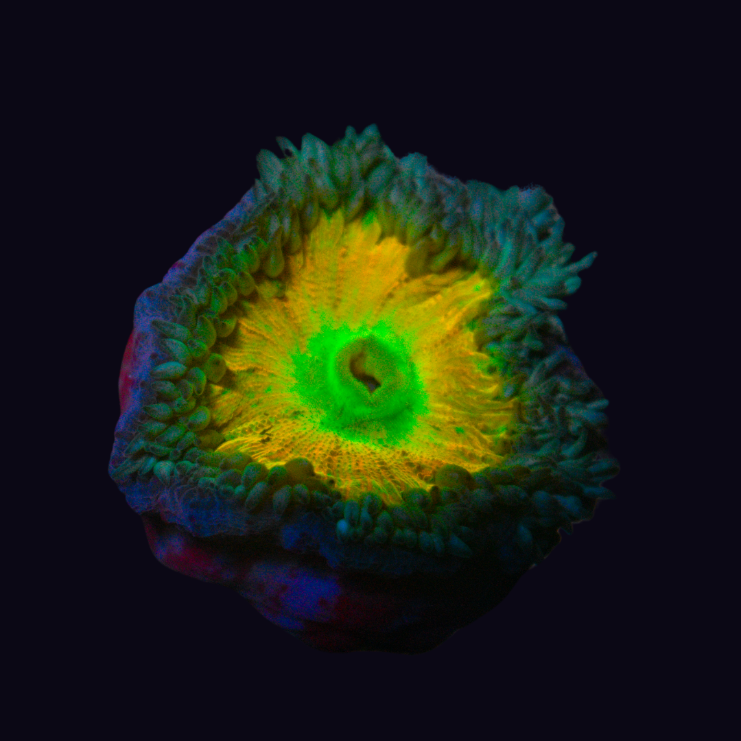 WYSIWYG Ultra Rock Flower Anemone 21