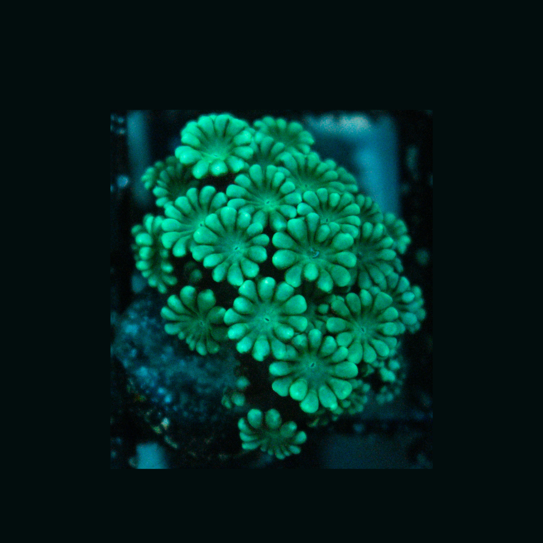 WYSIWYG Alveopora Coral