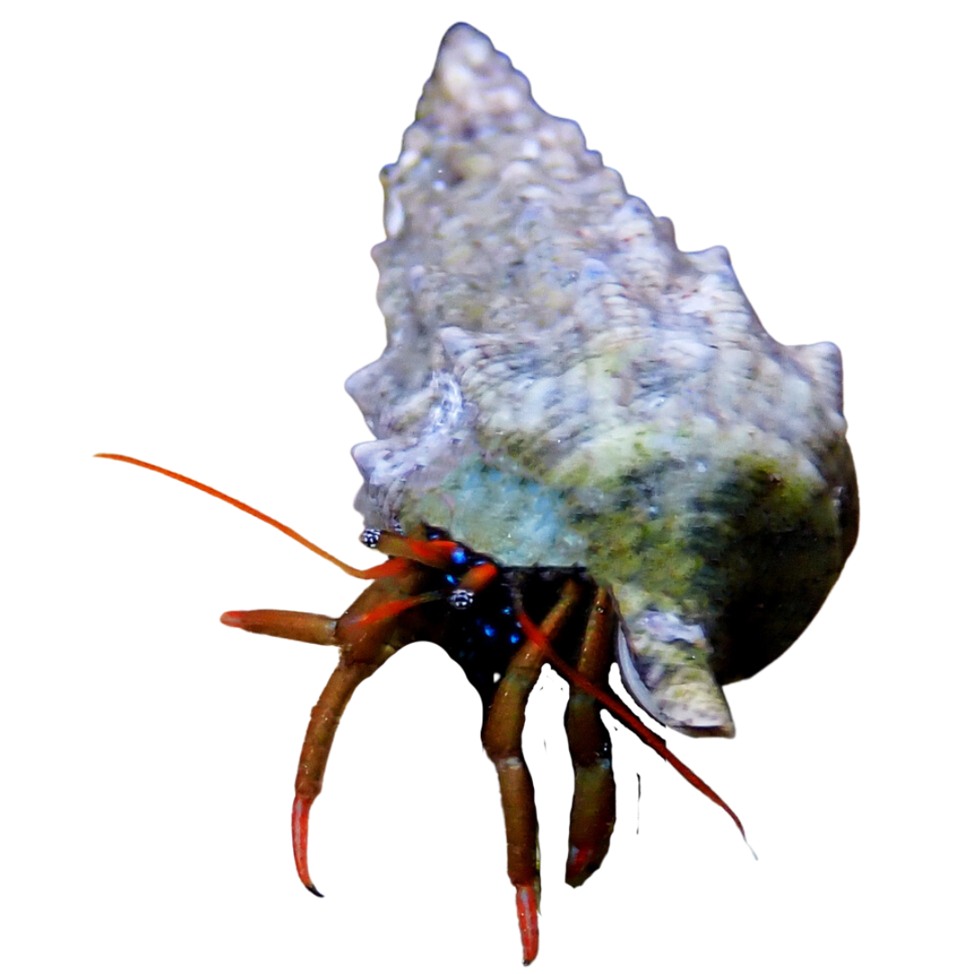 Mexican Red Leg Hermit