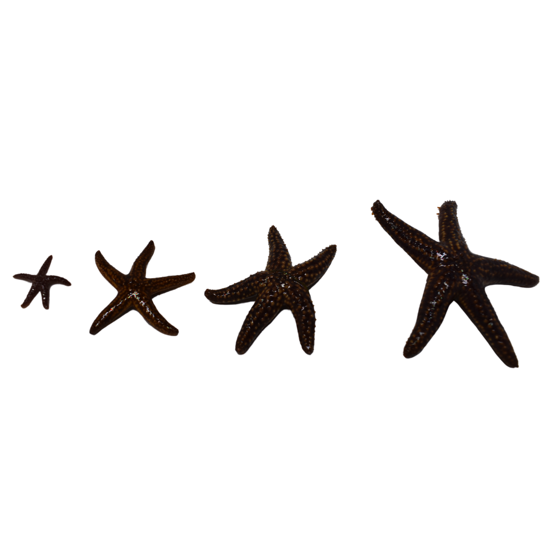 Common Starfish (medium)