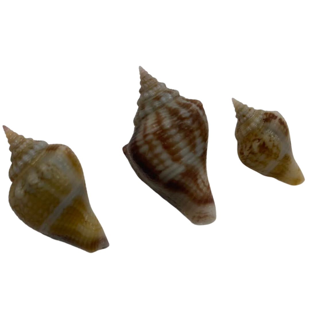 Fighting Conch