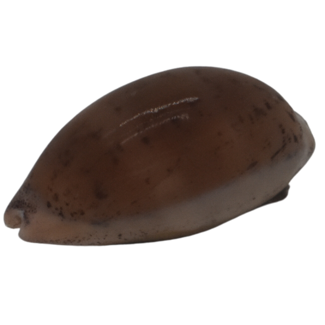 Buy Cowrie