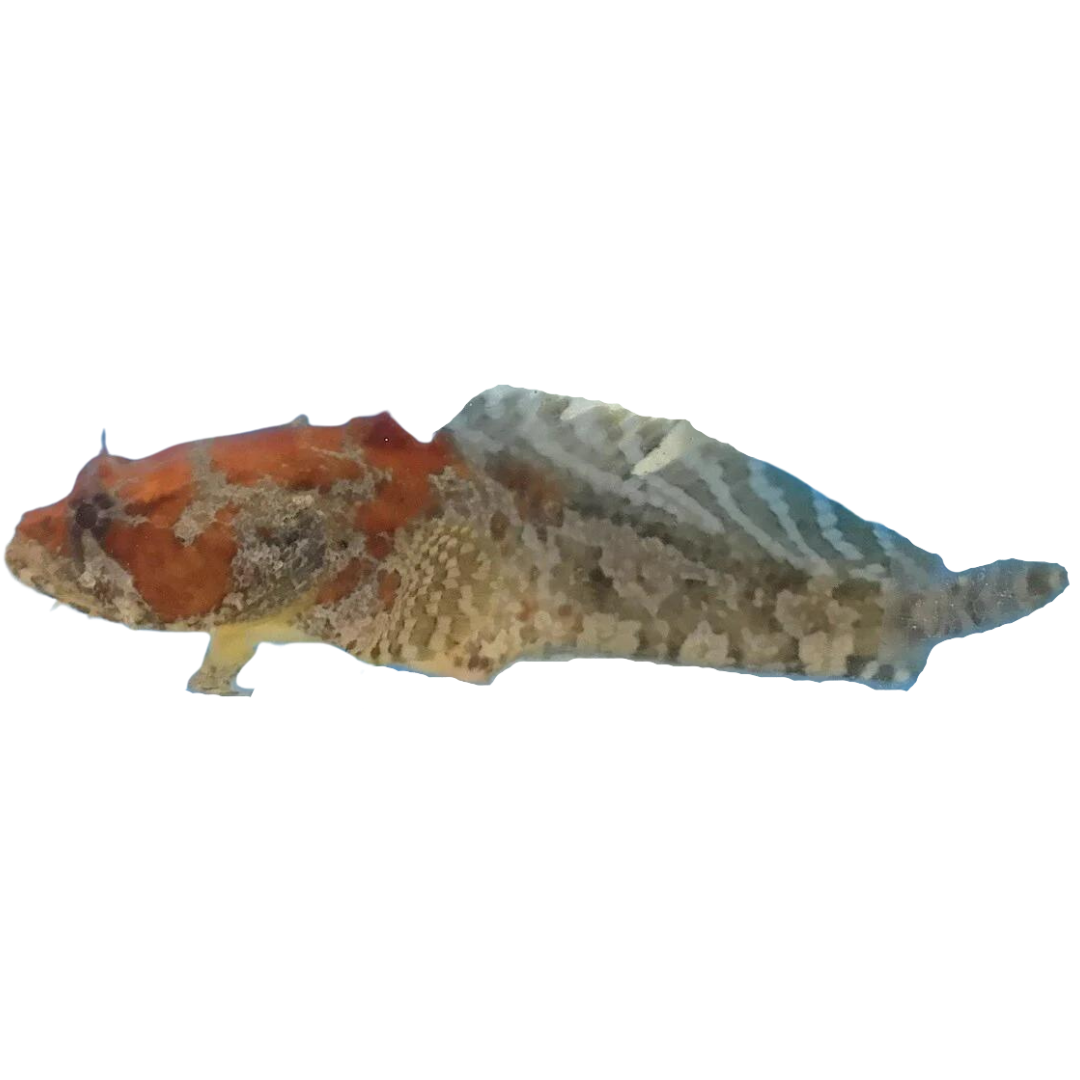 Buy Orange Faced Toad Fish