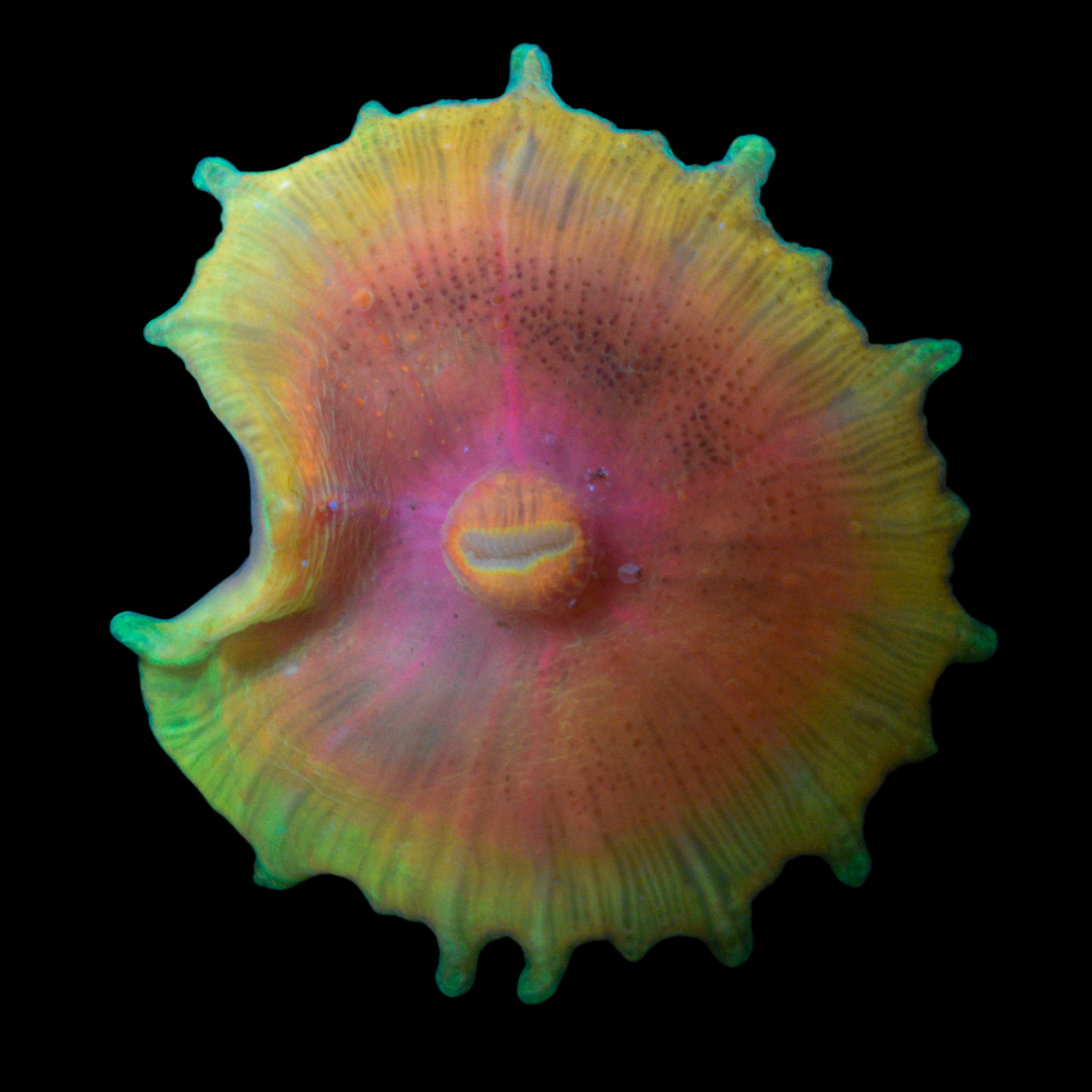 Rainbow Umbrella Mushroom