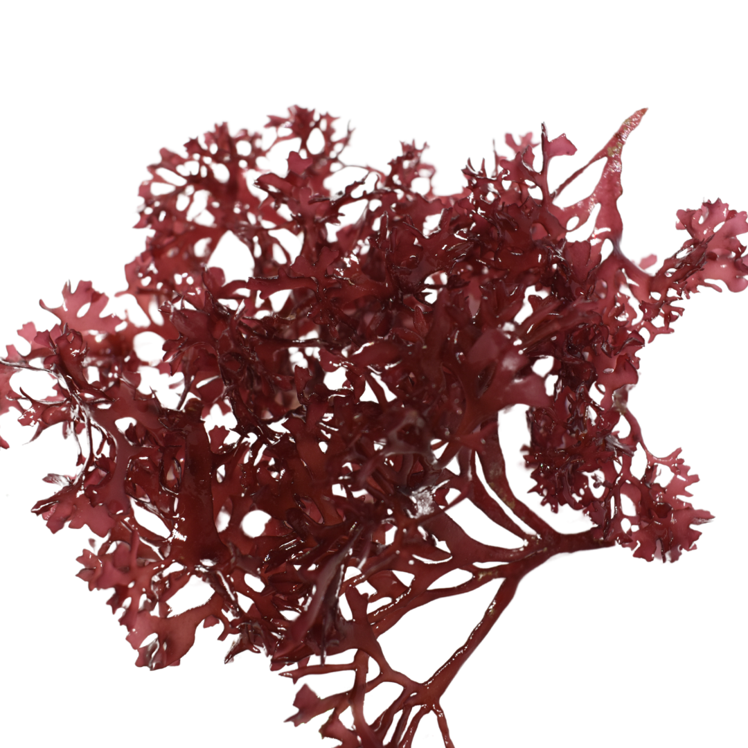 Gracilaria Hayi (Red Bush Algae)