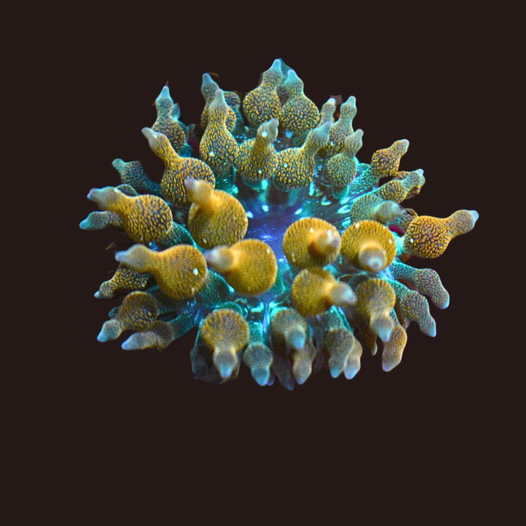 Rainbow Bubble Tip Anemone (medium)