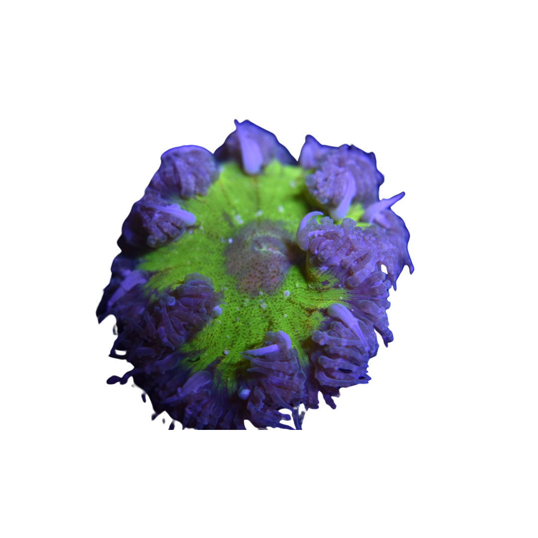 Key Lime Pie Ultra Rock Flower Anemone