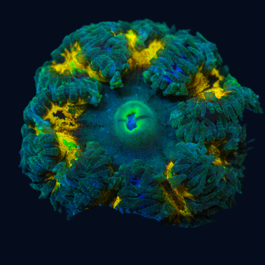 Tangerine Burst Ultra Rock Anemone