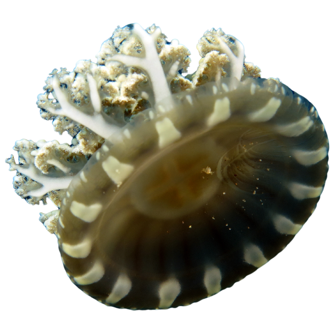 Upside Down Jellyfish (Cassiopea) Medium 2-4 inches