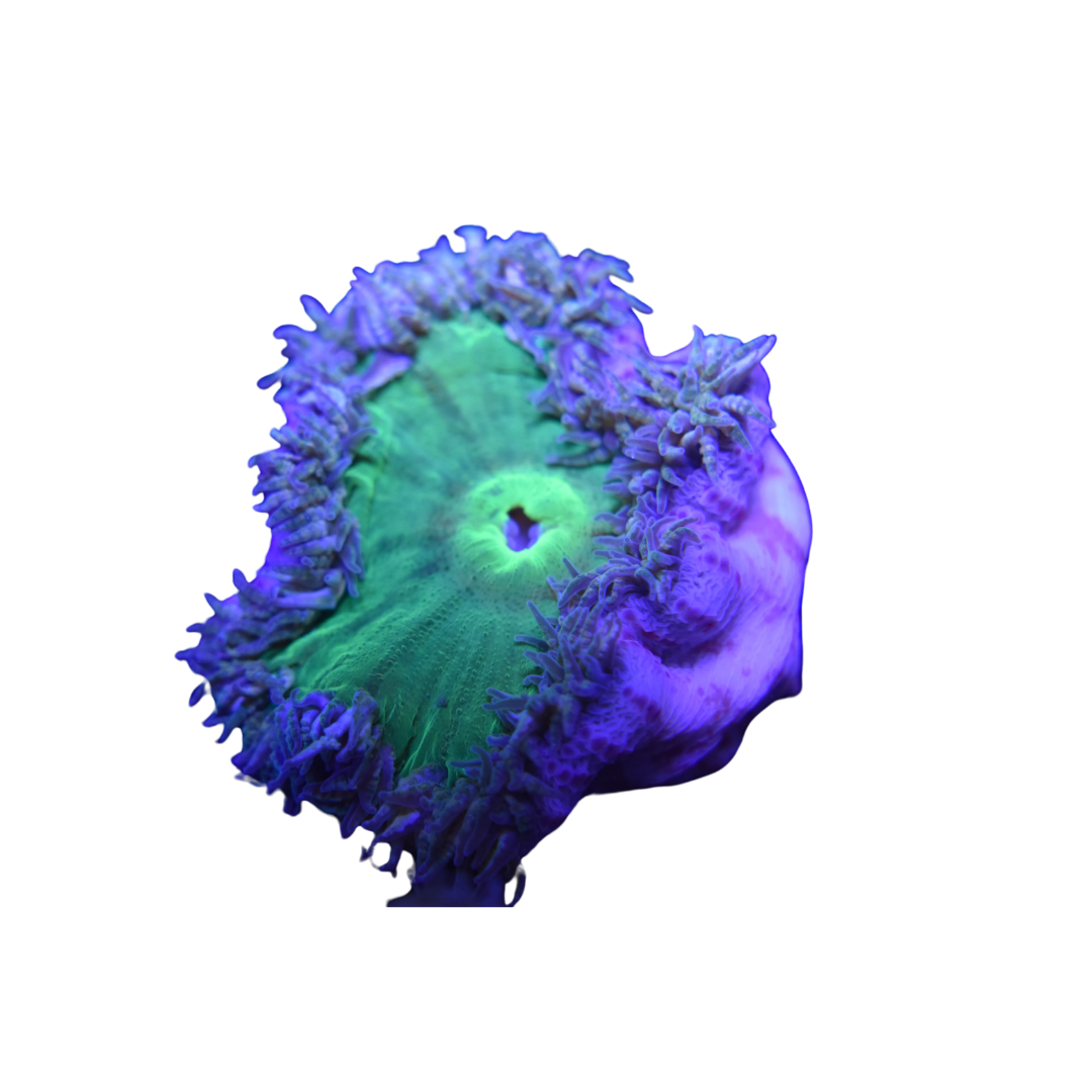 Key Lime Pie Ultra Rock Flower Anemone