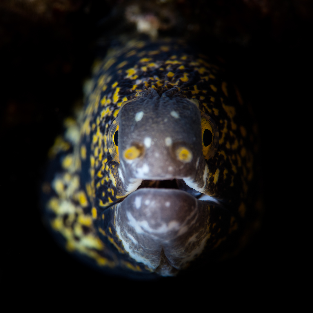 Snowflake Eel (small/medium)