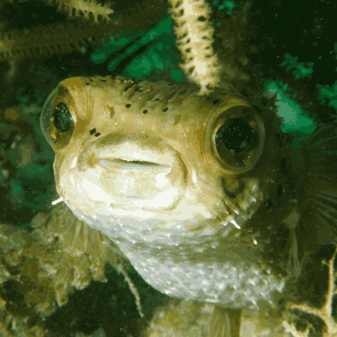 Balloon Puffers/ Spiny Porcupine Fish (6-8 inches)