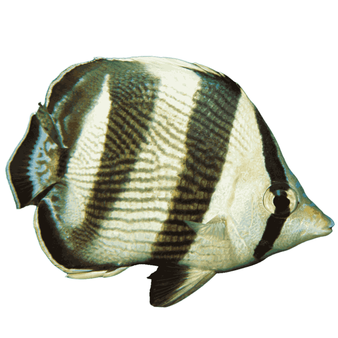 Banded Butterflies (Small 1-2 inches)