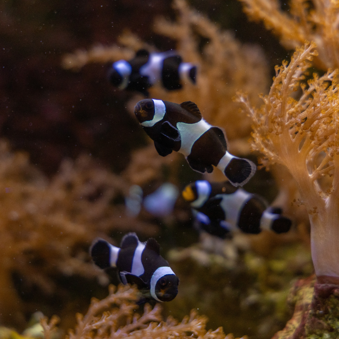 Aquacultured Black Ocellaris (medium)