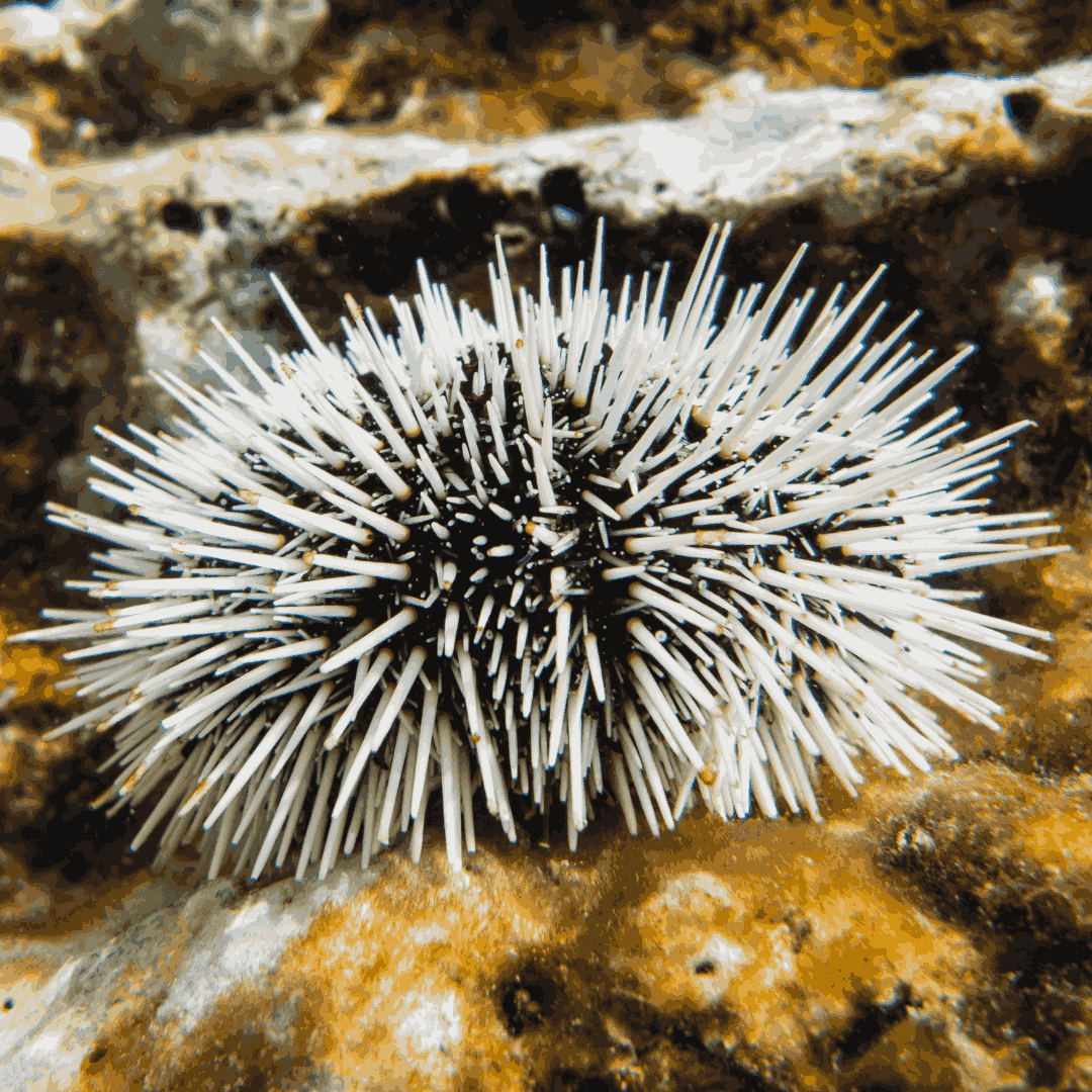 Black & White Pin Cushion Urchin Small (1.75 inches or less)