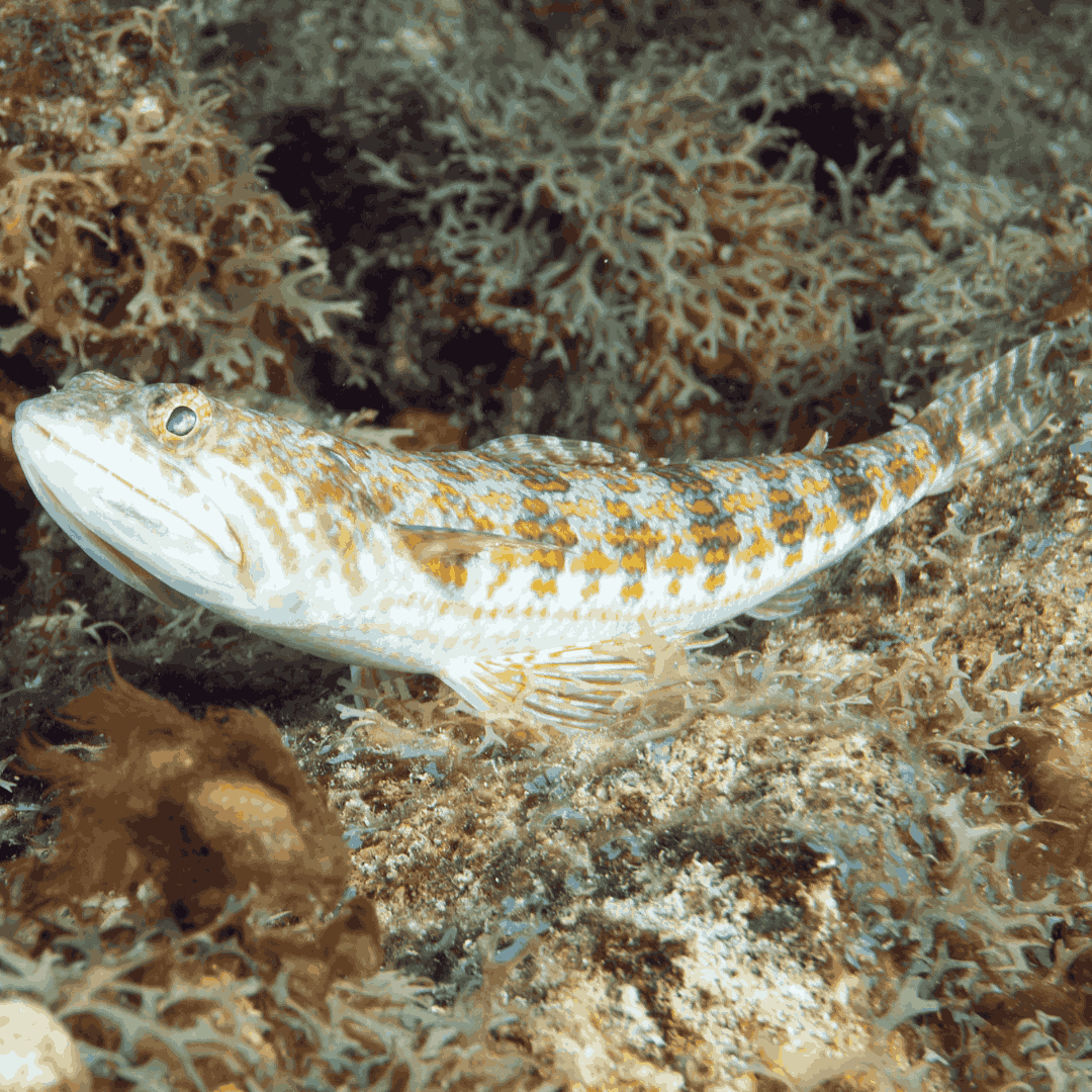 Caribbean Lizardfish XXL (8-10 inches)