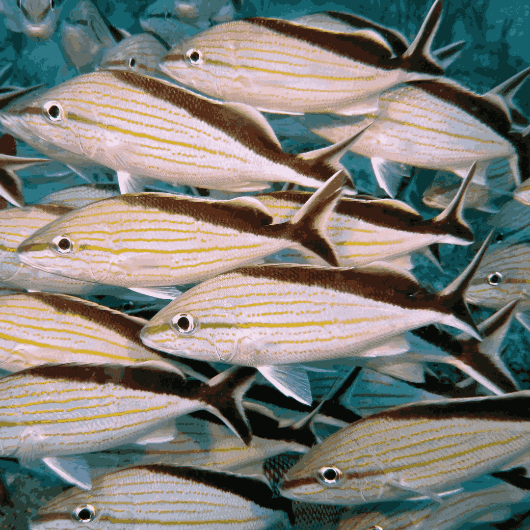 Cottonwick Grunt (large 5"+)