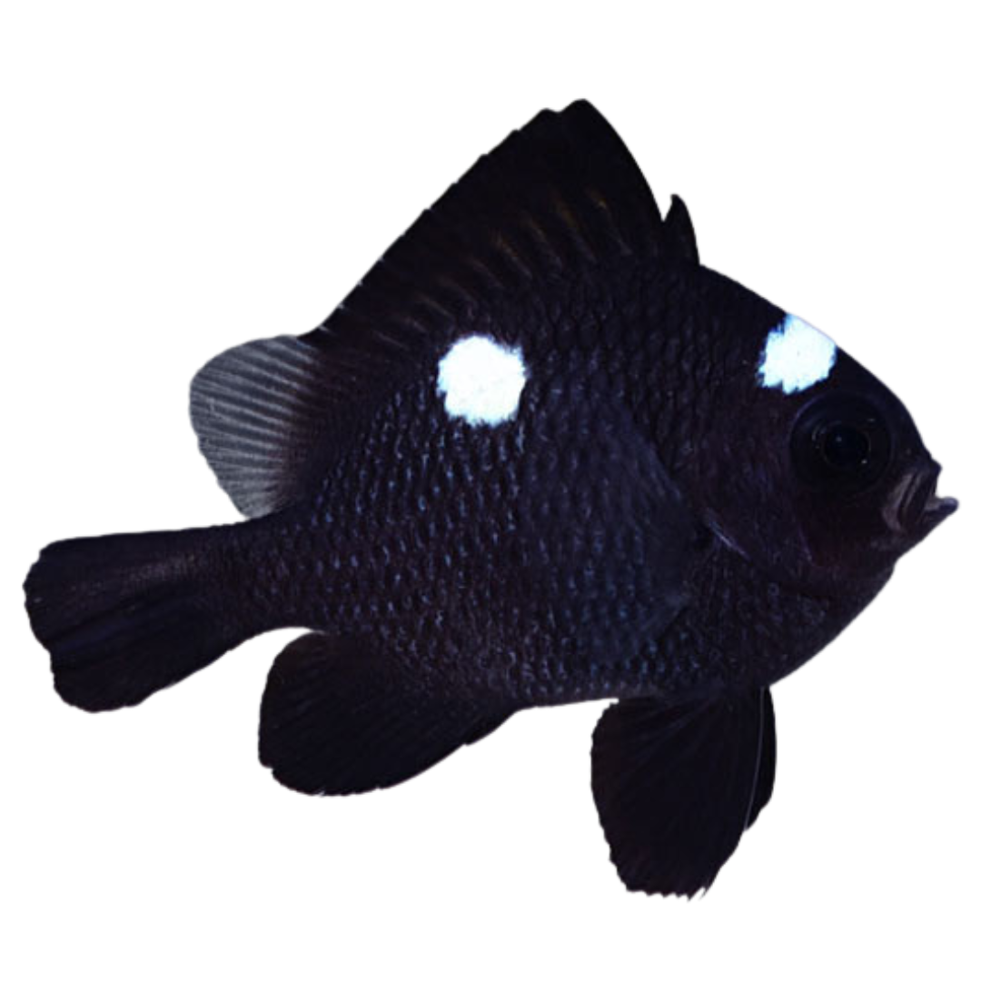 Domino Damsel – Foxy Saltwater Tropicals