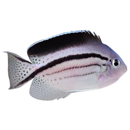 Lamarck Angelfish (small)
