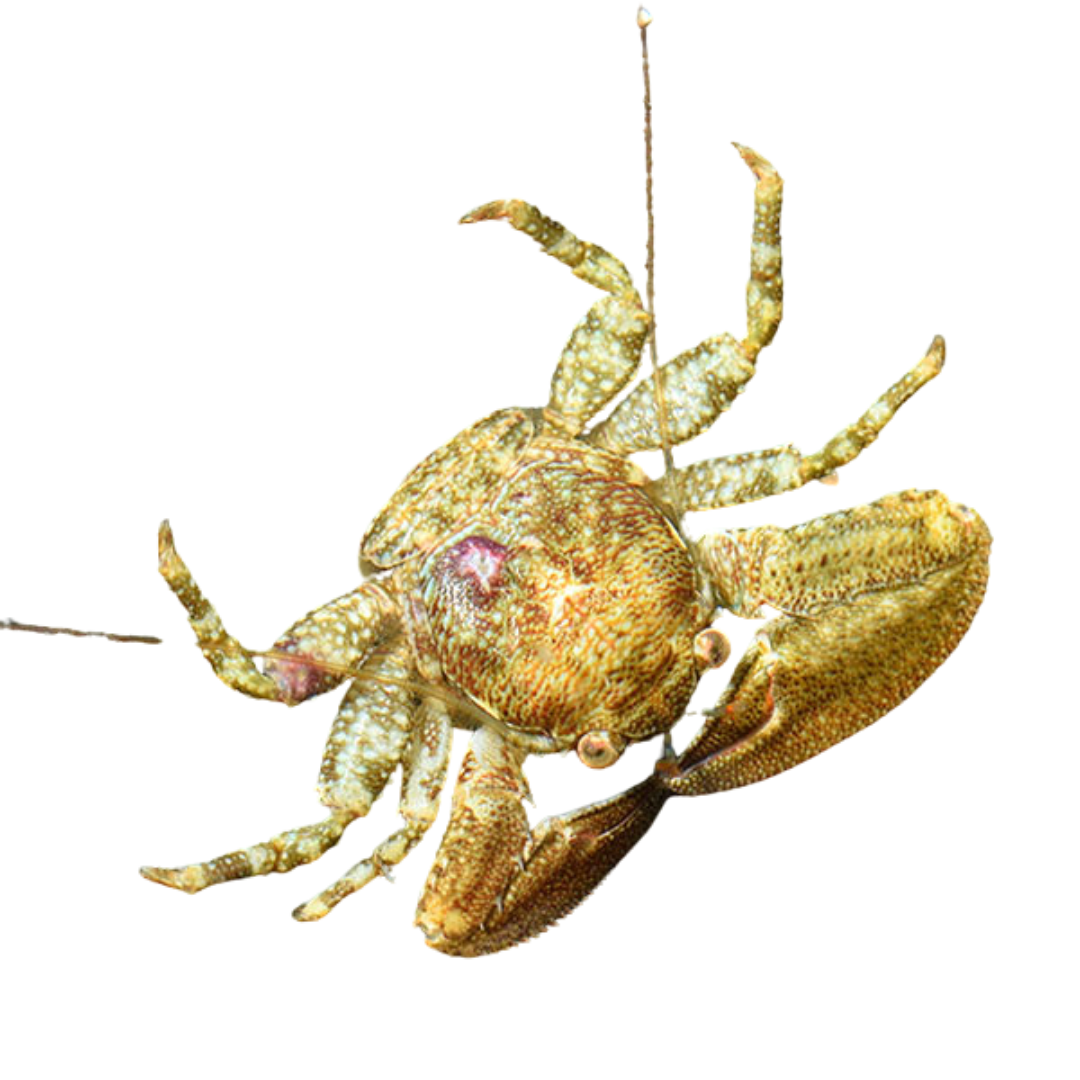 Porcelain Crab