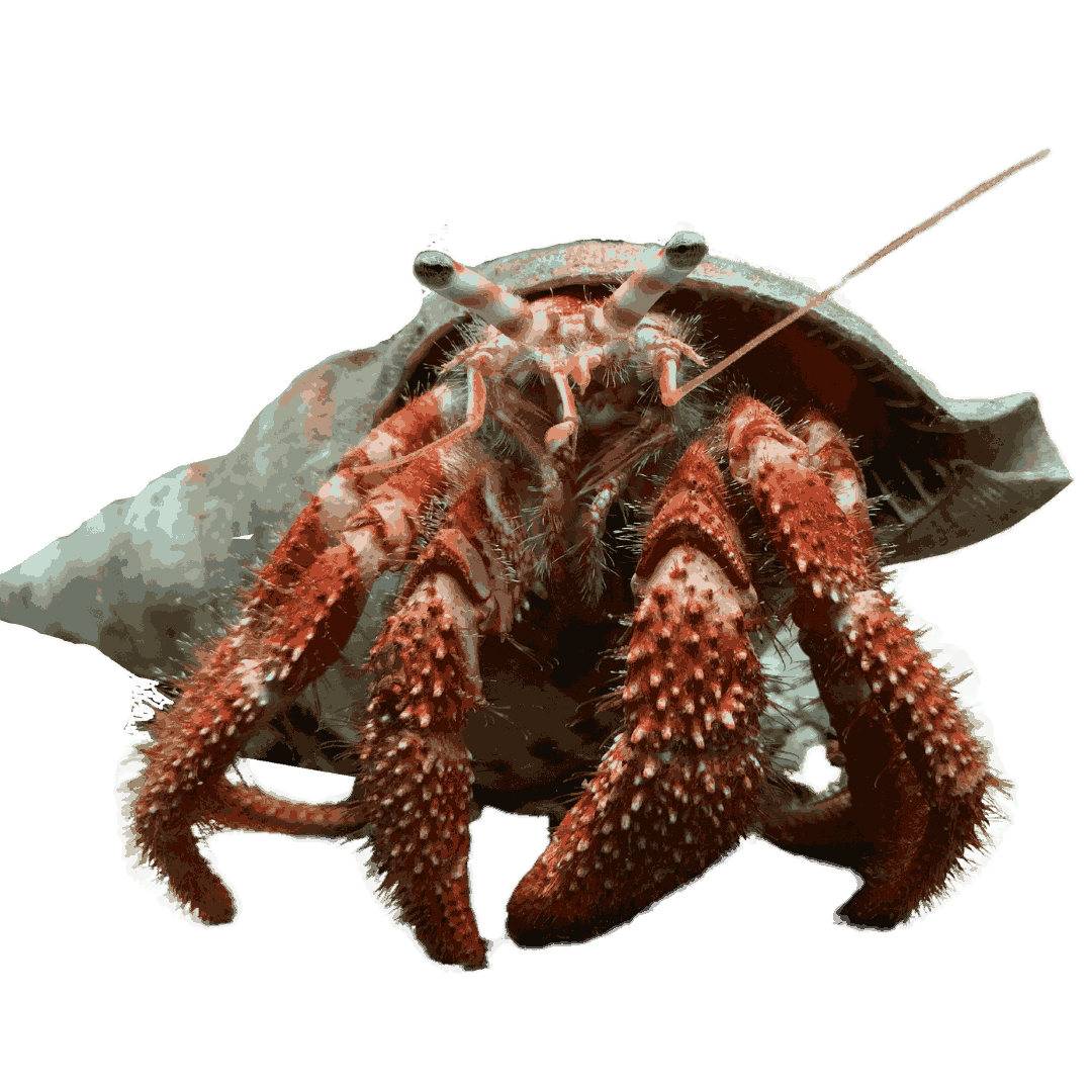 Giant Hermit Crab (Large 2.5- 5 inches)
