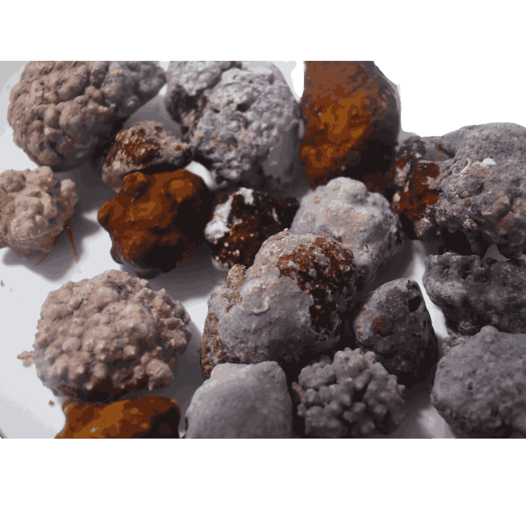 Jumbo Encrusted Scarlet Hermit Crab (5 pack)
