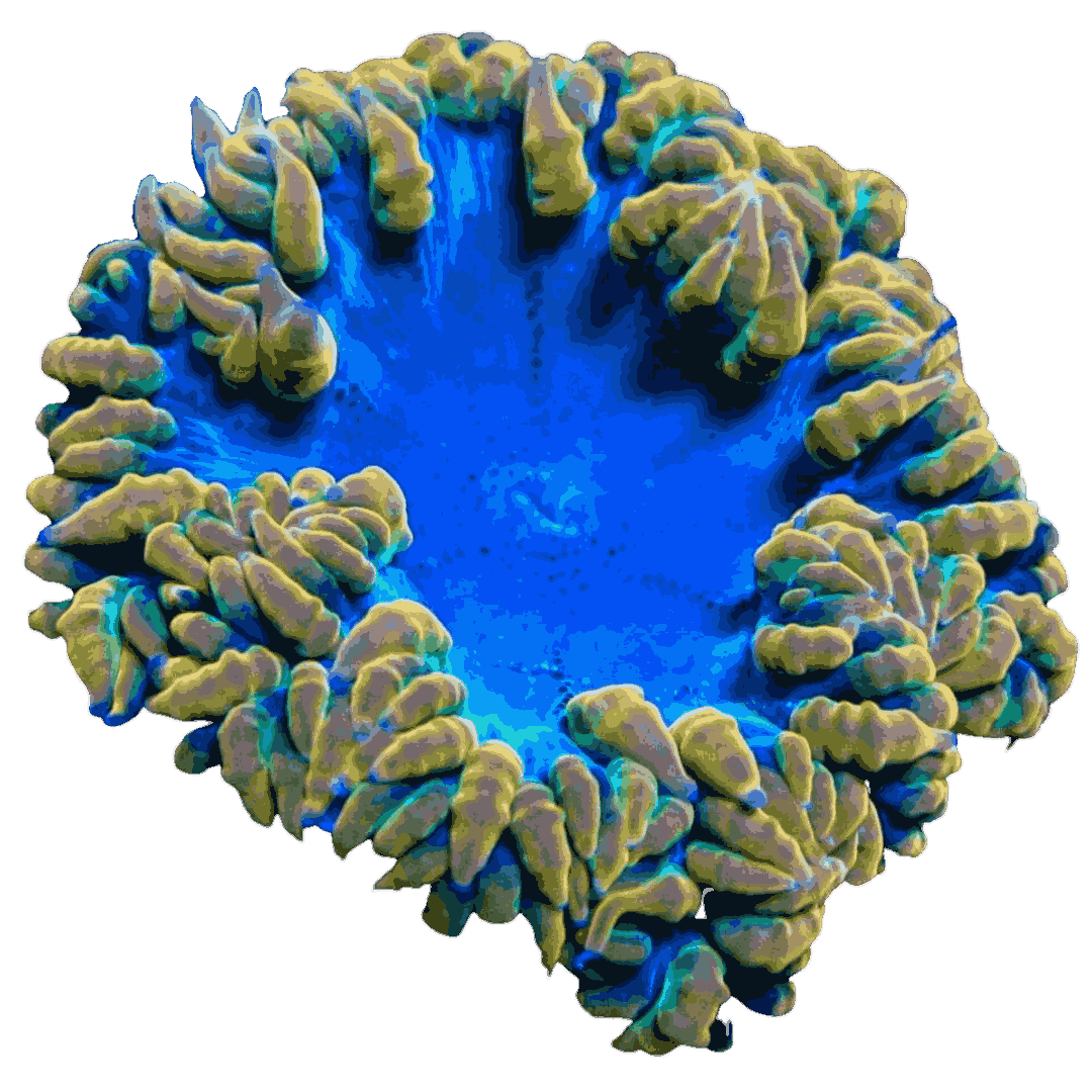 Orange and Green Lace Ultra Rock Flower Anemone