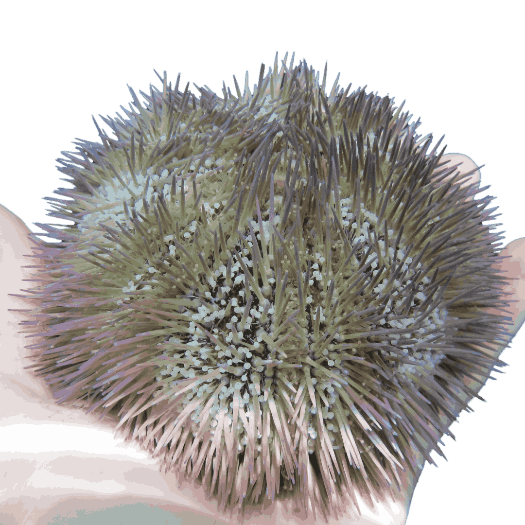 Pin Cushion Urchin Small (1.75 inches or less)