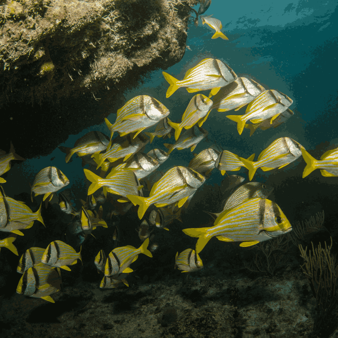 Pork Fish (Small 1-3")