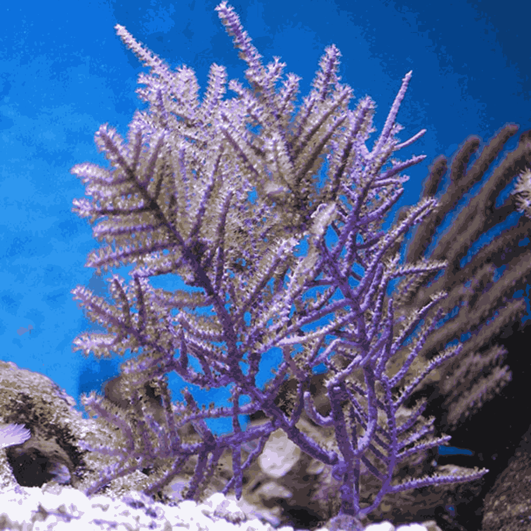 Purple Frilly Gorgonian (under 10")