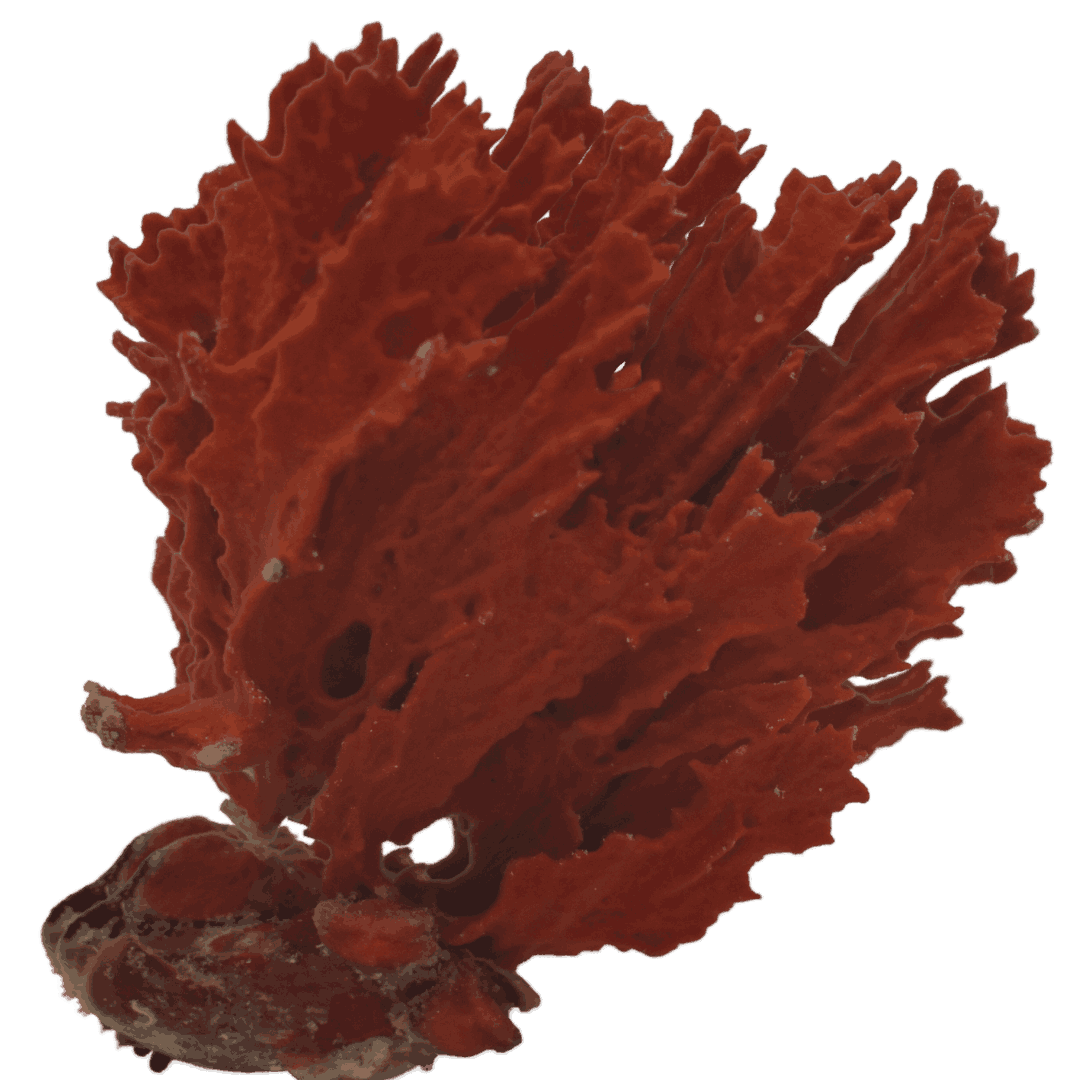 Buy Red Frilly Sponge