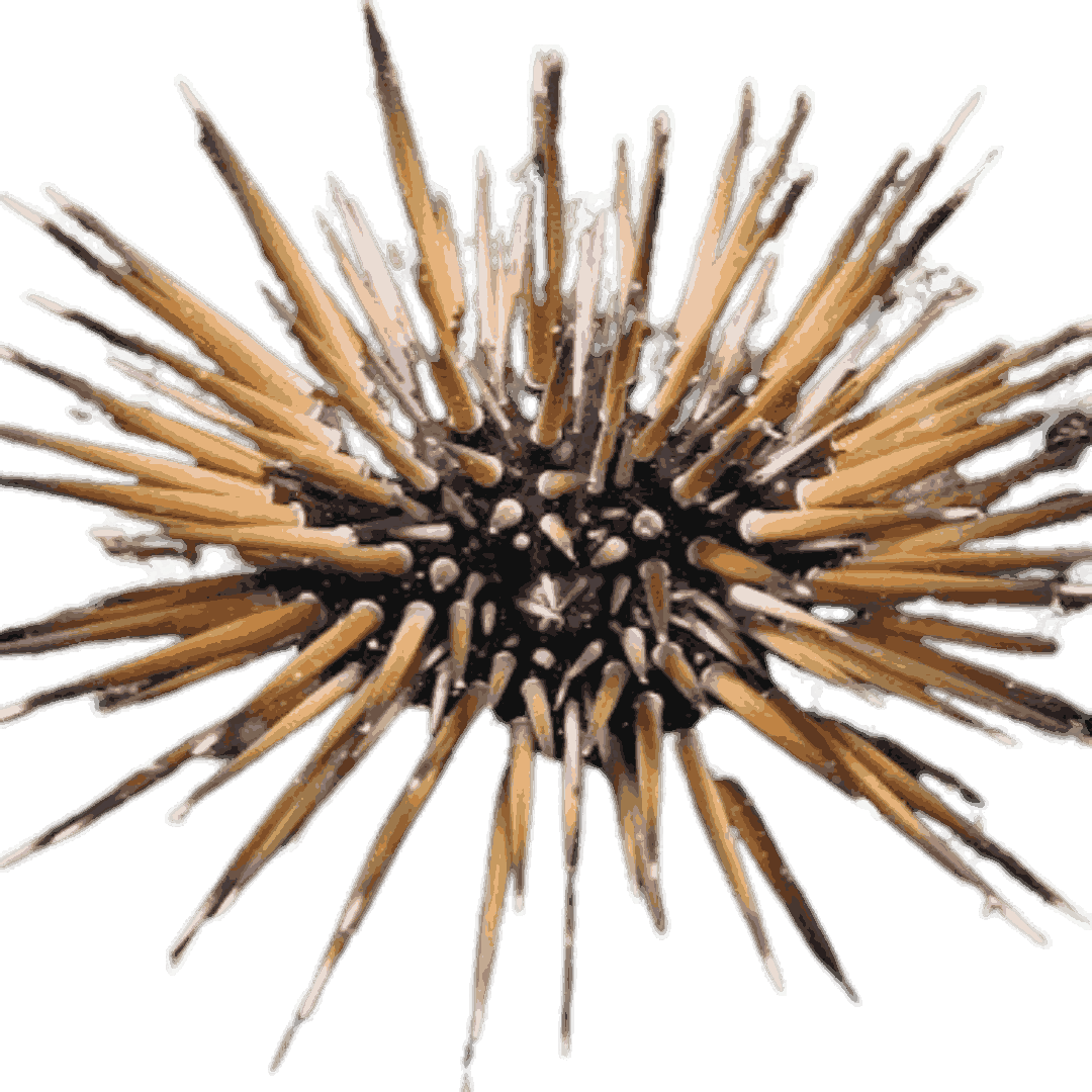 Reef Urchin
