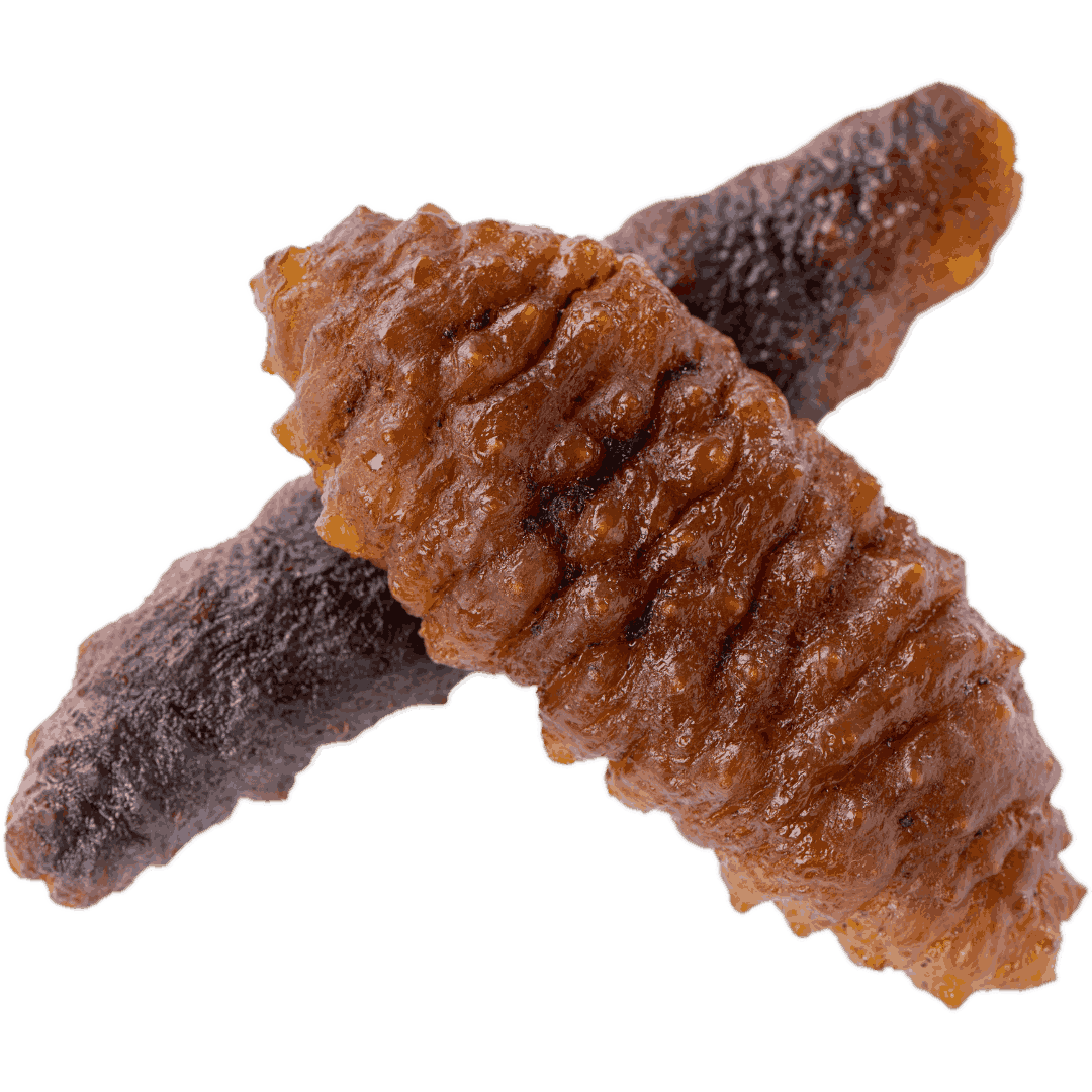 Sea Cucumber