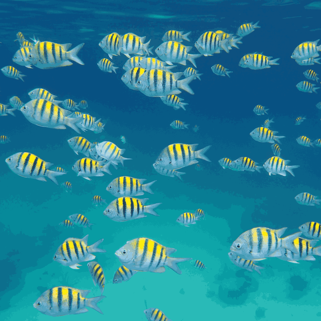 Sergeant Major Damsels (small)