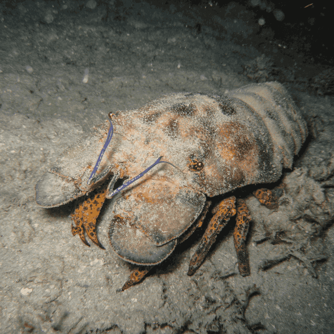 Shovelnose Lobster on Sale