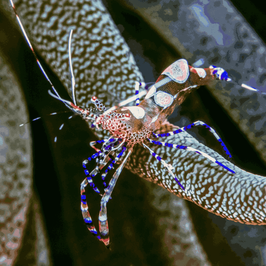 Buy Spotted Cleaner Shrimp