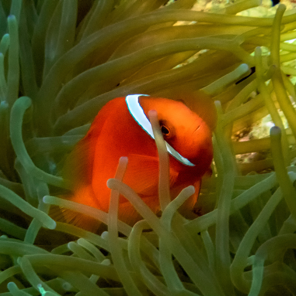 Aquacultured Tomato Clownfish