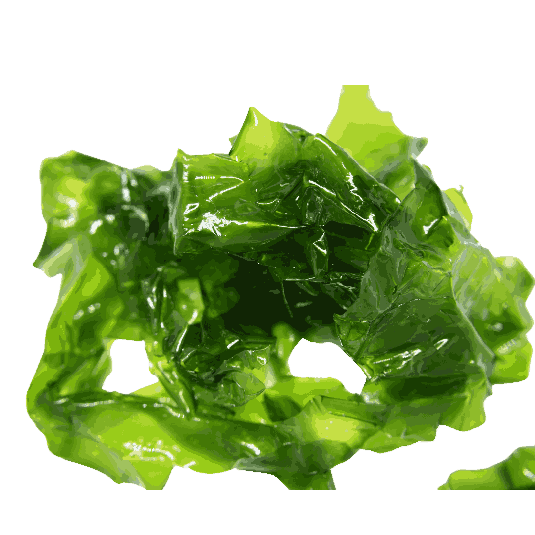 Ulva lettuce