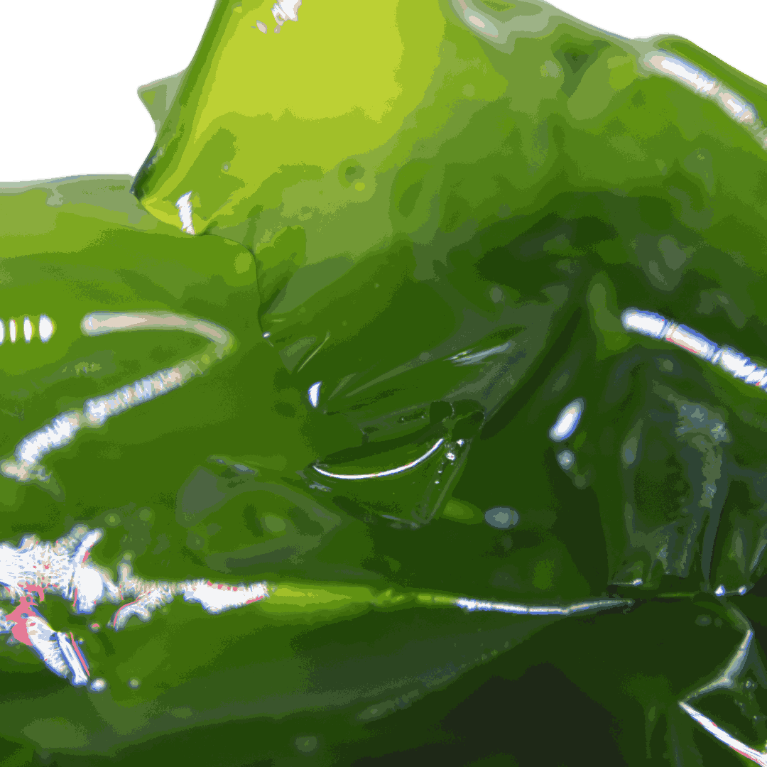 Ulva lettuce (Sea Lettuce)