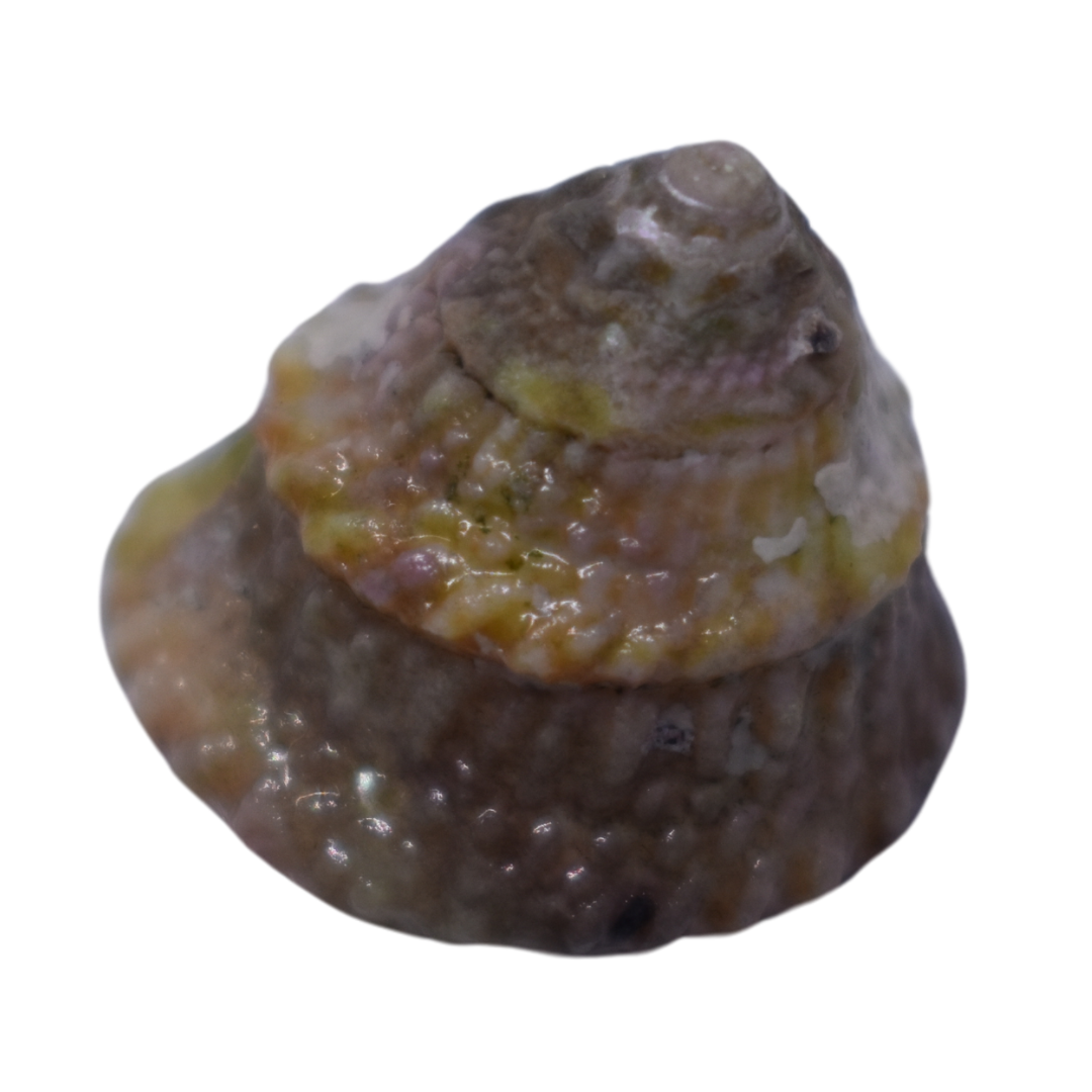 Astrea Turbo Grazer Snails