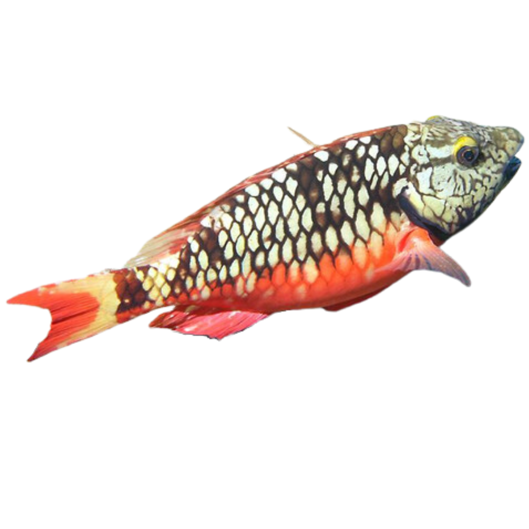Stoplight Parrotfish