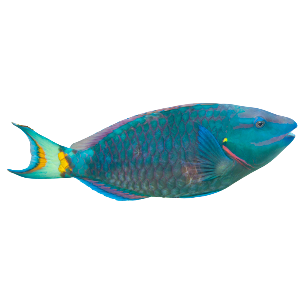 Alpha Male Stoplight Parrot (Large 5-8")